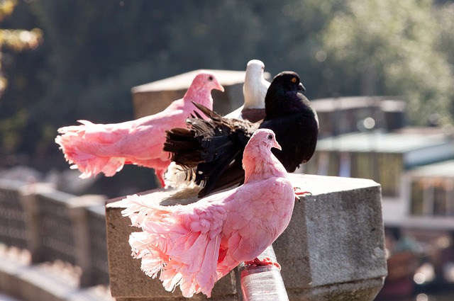 球员的引进 球员的引进